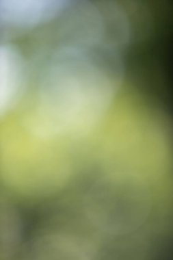 Bulanık yeşil bir arka plan ve birkaç yeşil yaprak. Arka plan bulanık ve yapraklar çok net değil.