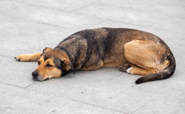 A dog is laying on the ground, looking at the camera. The dog is brown and black