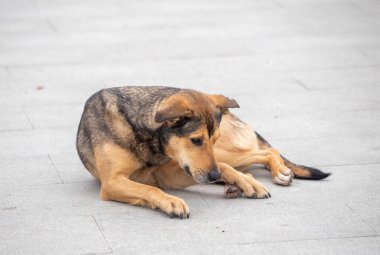 A dog is laying on the ground and looking at the camera. The dog appears to be tired and possibly in pain