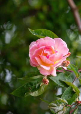 A pink rose is blooming in a lush green garden. The flower is the main focus of the image, and it is in full bloom, with its petals open and vibrant