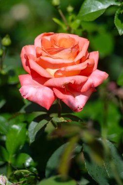 Güzel pembe bir gül yemyeşil bir bahçede çiçek açmış. Gül görüntünün ana odak noktasıdır ve canlı yeşil arkaplanda göze çarpar. Doğal güzellik kavramı