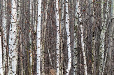 Yaprakları olmayan bir huş ağacı ormanı. Ağaçlar çıplak ve dallar çıplak.