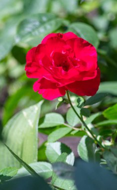Bahçede kırmızı bir gül tam çiçekleniyor. Çiçek yeşil yapraklarla çevrilidir ve ilgi odağı konumundadır. Güzellik ve sükunet kavramı