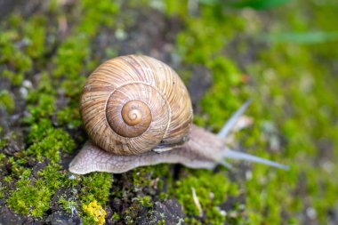 Küçük, kahverengi ve beyaz bir salyangoz yosunlu bir kayanın üzerinde. Salyangoz yavaşça hareket ediyor ve yerdeki zamanının tadını çıkarıyor.