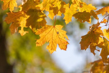Önünde sarı bir yaprak olan yapraklı bir ağaç dalı. Yaprak hafif solmuş ve birkaç kahverengi lekesi var. Dalın geri kalanı yeşil ve yapraklarla dolu.
