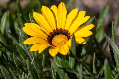 Kahverengi benekli sarı bir çiçek yeşil bir tarlada oturur. Çiçek, görüntünün ana odak noktasıdır ve tam çiçeklenmiştir. Çiçeğin parlak sarı rengi yeşil otla çelişiyor.