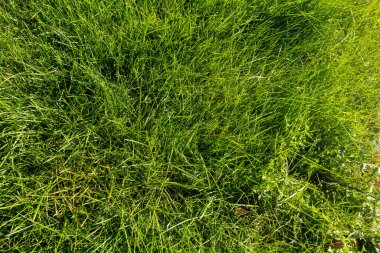 Uzun çimenleri olan yemyeşil bir tarla. Çimler o kadar uzundur ki neredeyse yere ulaşır.