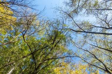 Gökyüzü mavi ve ağaçlar yeşil. Ağaçlar uzun ve yapraklı. Gökyüzü açık ve parlak