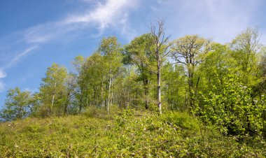 Green leaves against the blue sky under the sun. Summer forest landscape.