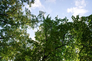 Gökyüzü mavi ve ağaçlar yeşil. Ağaçlar uzun ve yapraklı. Gökyüzü açık ve parlak