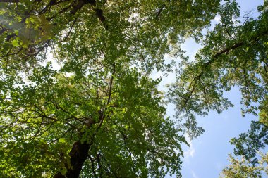 Gökyüzü mavi ve ağaçlar yeşil. Ağaçlar uzun ve yapraklı. Gökyüzü açık ve parlak