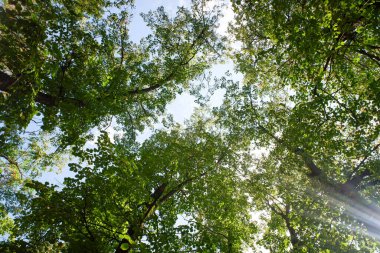Bir sürü ağacı ve açık mavi gökyüzü olan bir orman. Ağaçlar uzun ve yeşil ve güneş ışığı yaprakların arasından parlıyor. Huzurlu ve huzurlu bir atmosfer yaratıyor.