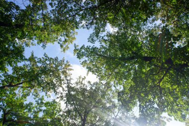 Gökyüzü mavi ve ağaçlar yeşil. Güneş yaprakların arasından parlıyor, güzel ve huzurlu bir sahne yaratıyor.