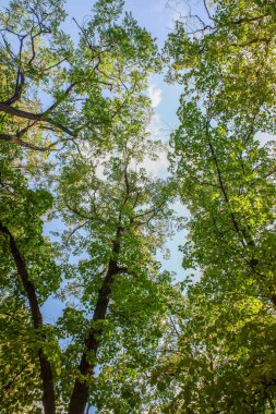 Ağaçlar yeşil ve gökyüzü mavi. Ağaçlar uzun ve gökyüzü berrak