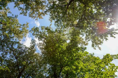 Gökyüzü mavi ve ağaçlar yeşil. Güneş yaprakların arasından parlıyor. Barış ve sükunet kavramı