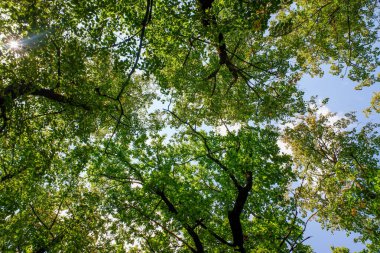 Ağaçların gökyüzüne ulaştığı yemyeşil bir orman. Güneş ışığı yaprakların arasından parlıyor. Huzurlu ve huzurlu bir atmosfer yaratıyor. Ağaçlar uzun ve dolu.