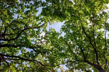 Açık mavi gökyüzü ile güneşli güzel bir gün. Ağaçlar yemyeşil ve yemyeşil. Güneş ışığı yaprakların arasından parlıyor. Huzurlu ve huzurlu bir atmosfer yaratıyor. Sakinlik ve rahatlama kavramı