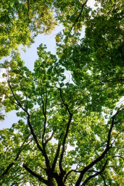 Gökyüzünde yeşil yapraklı bir ağaç gösterilir. Ağaç uzundur ve bir sürü yaprakları vardır. Gökyüzü açık ve mavidir, ve güneş parlıyor. Barış ve sükunet kavramı