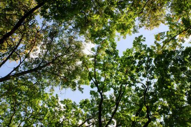 Gökyüzünde birçok yaprağı olan bir ağaç gösterilir. Gökyüzü mavi ve yapraklar yeşil