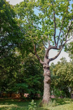 Gövdesi bükülmüş ve bir sürü kabuğu olan büyük bir ağaç. Ağaç çimenler ve çalılarla çevrili.