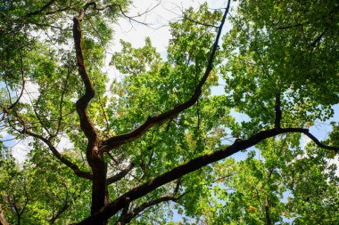 Büyük gövdeli ve birçok dalı olan bir ağaç bir ormanın ortasındadır. Gökyüzü açık ve güneş ışıl ışıl parlıyor. Ağaç diğer ağaçlarla çevrili, yemyeşil ve yemyeşil bir ortam oluşturuyor.