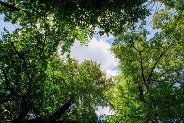 Çok yapraklı bir ağaç bir ormanın ortasındadır. Yapraklar yeşil ve gökyüzü mavi