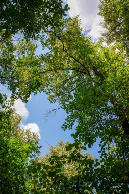 Çok yapraklı bir ağaç bir ormanın ortasındadır. Gökyüzü mavi ve hiç bulut yok.