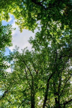 Ağaçlı ve yapraklı güzel bir orman manzarası. Gökyüzü mavi ve güneş ışıl ışıl parlıyor. Sıcak ve davetkar bir atmosfer yaratıyor. Ağaçlar yemyeşil.