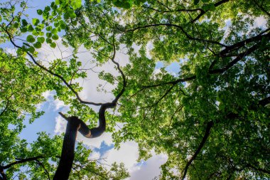 Gökte uzun gövdeli ve birçok dallı bir ağaç görülür. Gökyüzü mavi ve güneş parlıyor. Ağaç diğer ağaçlarla çevrili ve gökyüzü temiz.