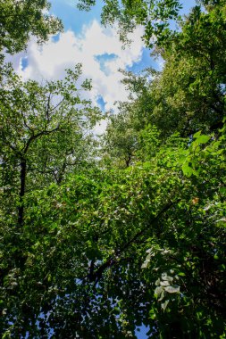 Çok yapraklı bir ağaç bir ormanın ortasındadır. Gökyüzü mavi ve güneş parlıyor.