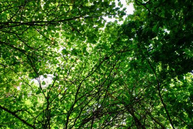 Yeşil yaprakları ve dalları olan bir ağaç. Ağaç uzundur ve çok fazla yaprağı vardır.