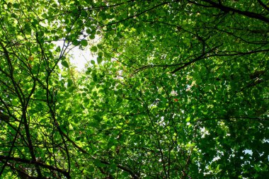 Yeşil yapraklı bir ağaç ve dalların arasında parlayan parlak bir güneş. Yapraklar gür ve canlı, yaşam ve enerji hissi yaratıyor.