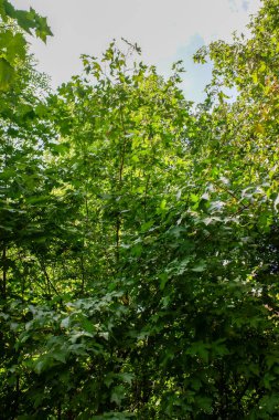 Yeşil yapraklı bir ağaç bir ormanın ortasındadır. Yapraklar büyük ve ağaç uzun.