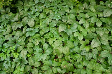 Bol yapraklı yemyeşil bir bitki. Yapraklar yeşil ve bitki hayat dolu.