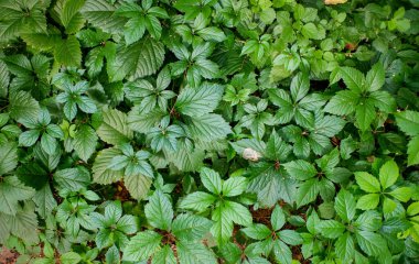 Çeşitli boyutlarda ve yaprak ve gövde şekillerinde yoğun bir yeşil bitki kümesi. Yapraklar canlı yeşil ve sapları kahverengi. Bitkilere doğal ve organik bir görünüm kazandırıyor.