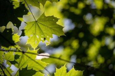 Yeşil yapraklı ağaç, yakın plan, bulanık arkaplan.