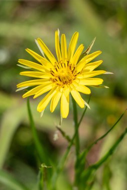 Ön planda kahverengi benekli sarı bir çiçek var. Çiçek yeşil çimlerle çevrilidir ve görüntünün odak noktasıdır.