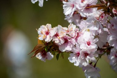 Pink cherry sakura flowers in nature in spring.