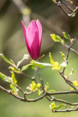 Magnolia lily flowers in nature against the sky.