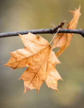 Ağaç dalından bir yaprak sarkıyor. Yaprak kahverengidir ve birkaç lekesi vardır. Dal çıplak ve yaprak üzerinde yaşamın tek işareti.