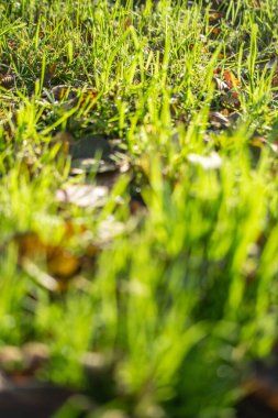 lawn green grass background blurred edges