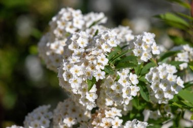 Resimde beyaz çiçekli bir dal gösteriliyor. Çiçekler küçük ve beyaz, ve sırayla dizilmişler. Dal, sahneye biraz renk katan yeşil yapraklarla çevrilidir.