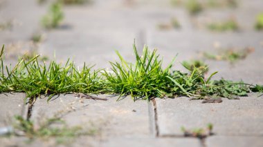 A patch of grass is growing on a sidewalk. The grass is green and is growing in the cracks of the sidewalk