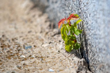 A small plant is growing out of the ground next to a wall. The plant is green and has red leaves. Concept of growth and resilience, as the plant is able to thrive in an unlikely environment