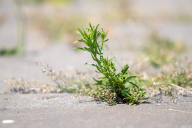 A small plant is growing in the sand. The plant is green and has a few leaves. The sand is dry and the plant is the only thing growing in the area