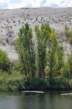A small forest is next to a body of water. The trees are green and the water is calm