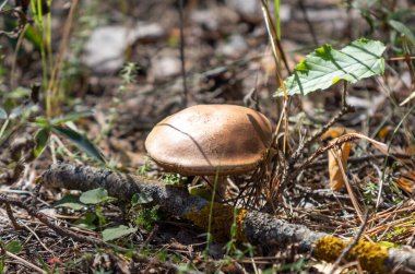 A mushroom is sitting on a log in the grass. The mushroom is brown and has a round shape