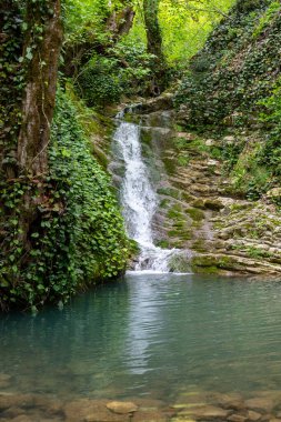 A waterfall is surrounded by lush green plants and trees. The water is clear and calm, and the plants are growing on the rocks. The scene is peaceful and serene