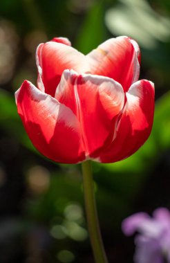 Field of colorful tulips, many red flowers. Field of spring flowers. Tulip field Red tulips, yellow tulips, pink flowers.