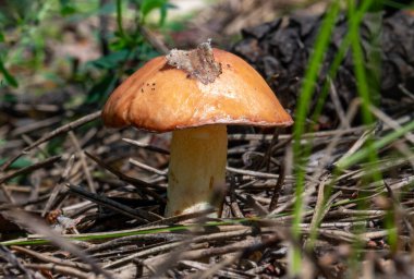 Bir tarlada yerde bir mantar oturuyor. Mantar kahverengi ve sivri uçlu.